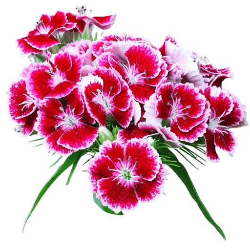 Edible Flowers (50gm)