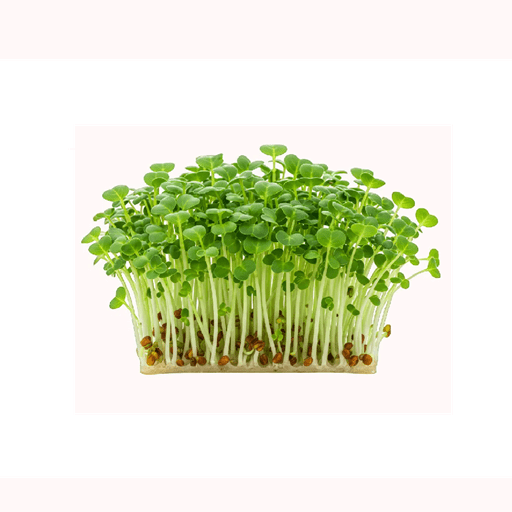 Home 1 Microgreens